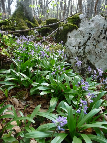 Now bluebells: Spanish variety, not our beloved English