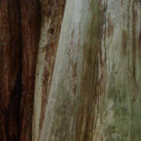 Giant sequoia 'Wellington'