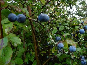Sloes waiting to be picked