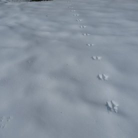 Can you see 3 different sets of animal tracks?