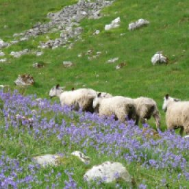 Northumberland sheep accompanied us along this bluebell-strewn path.