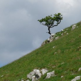 A lonely stunted tree.