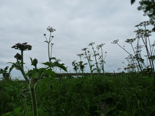 Cow parsley's shooting up.