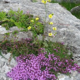 Wild thyme - and a few buttercups - thrive here.