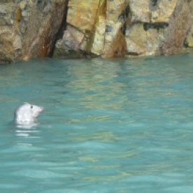 Grey seal swimming near our boat.
