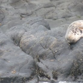 A seal pup, easily identified by its white spotty coat.