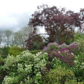 The view from the kitchen window in May: the copper beech behind the lilac.