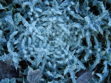 Frosty thistles