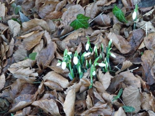 Snowdrops push above the leaf mould