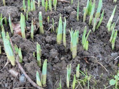 The promise of daffodils