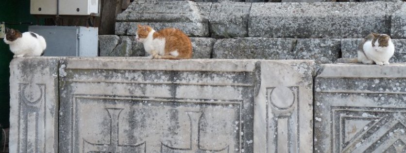 Cats are quite at home at Ephesus.