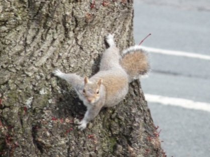 I know grey squirrels are no better than rats with tails, but they still cheer me up as they scurry up and down trees.