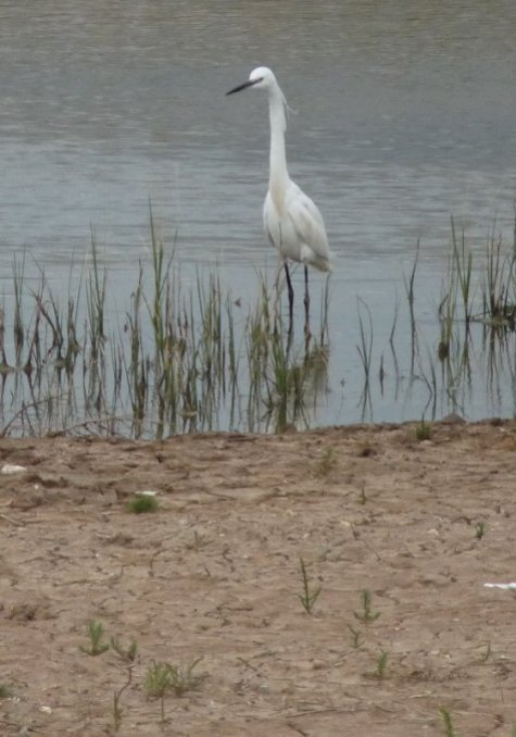 Egret in the evening.