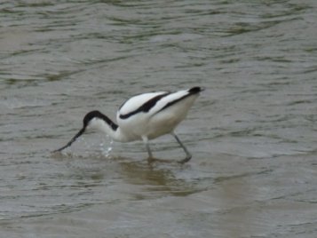 Our favourite. The graceful avocet.