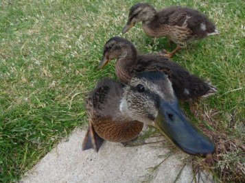 These ducklings were keen to steal our lunch one day, as we had a blustery picnic overlooking the sea near Hunstanton.