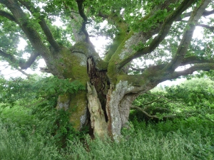 The 1000 year old Quarry Oak at Croft Castle.