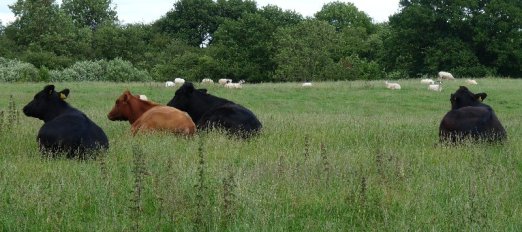 Cows at rest during a hard day in the pasture.