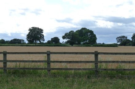 Mid-summer farmland.