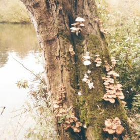 A fungus-colonised tree near the lake.