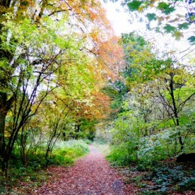 A woodland path.