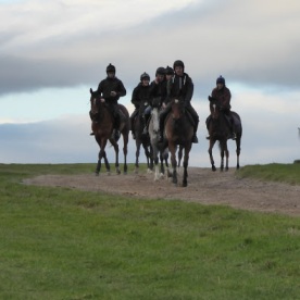 horses-on-the-gallops