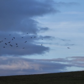 lapwings-on-the-gallops