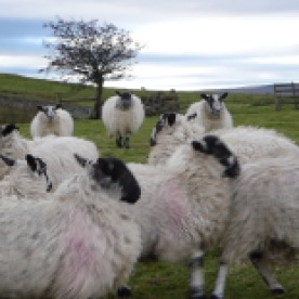 mobbed-by-sheep