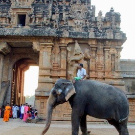 Temple elephant, Thanjavur