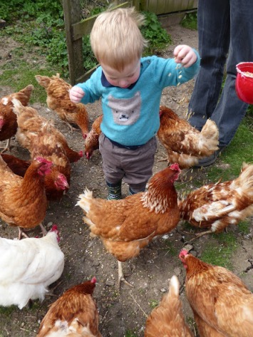 .... and feeding the hens.