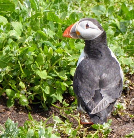 Puffin at rest.