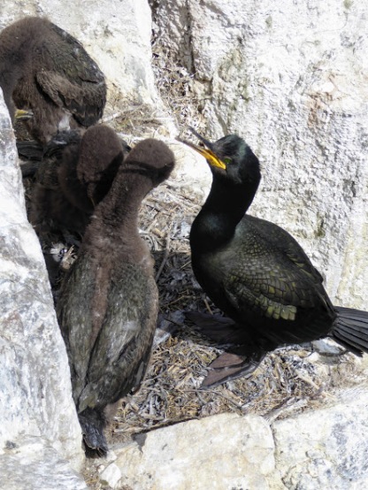 A cormorant and young.