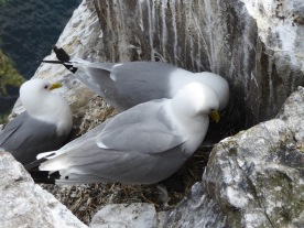 You can't spot the kittiwake young in this shot, but they're tucked underneath, honest.