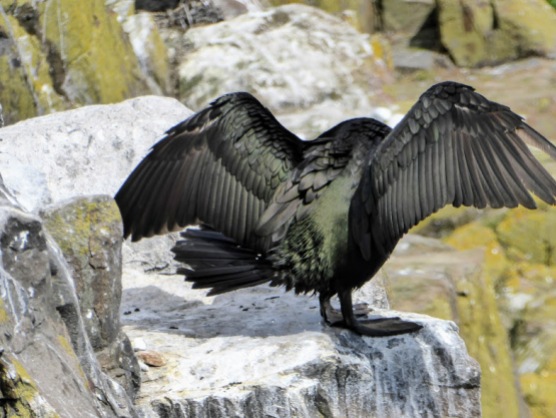 An adult cormorant spreads its glossy wings