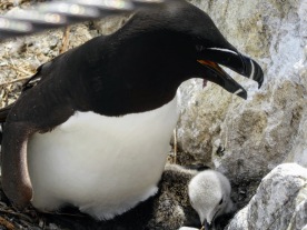 A razorbill protects her young.