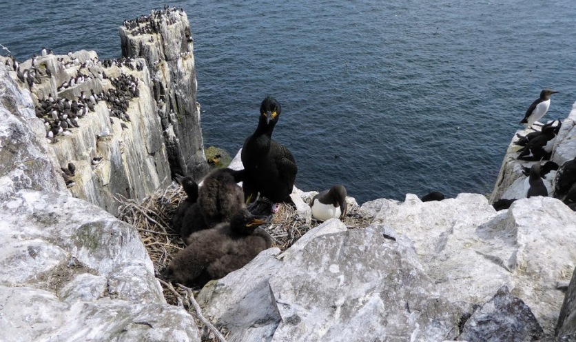 A cormorant nest - with lots of other nests nearby.