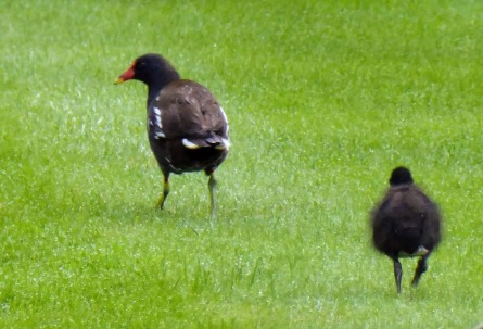 Mrs. Moorhen and Number One Chick.