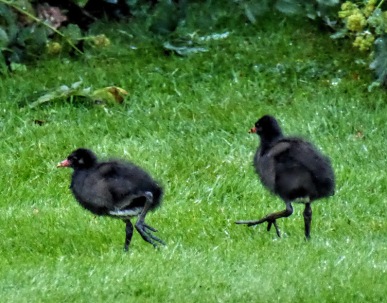 Chicks in a hurry