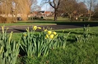 We've already seen our first daffodils in North Stainley this year.