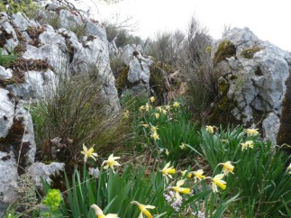 Wild daffodils in the Dolomies.