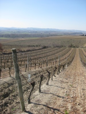 Walking in the Aude, there were vineyards, always vineyards.