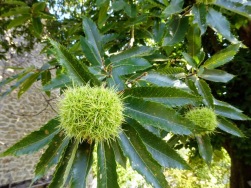 Sweet chestnuts, almost ready for picking.