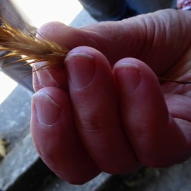 ....the ear of wheat ....
