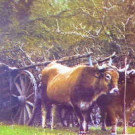 Ploughing with oxen. This photo is in colour, so can't be so very old.