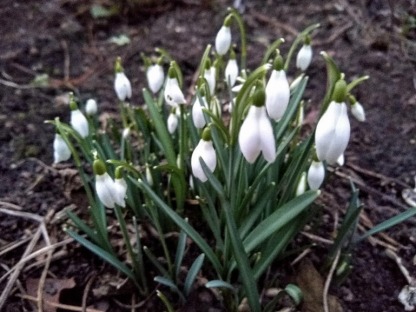 The first snowdrops.