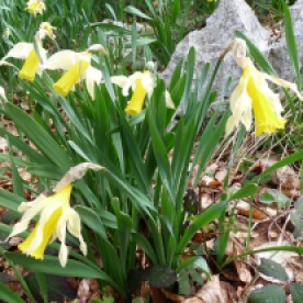 A clump of pale and delicate woodland daffodils.
