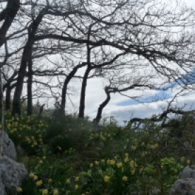 Daffodils on the windswept hillside.