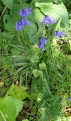 Bluebells at the bottom of the garden.