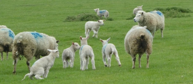 Local lambs.