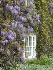 Wisteria on the wall.