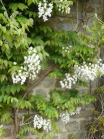 White wisteria.
